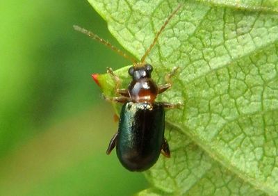 Luperaltica Flea Beetle species