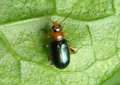 Luperaltica senilis; Flea Beetle species