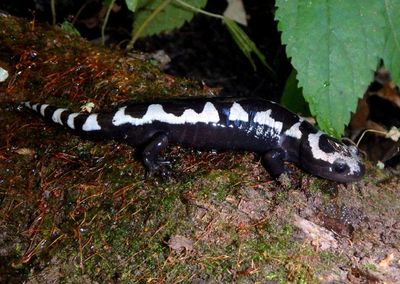 Marbled Salamander 