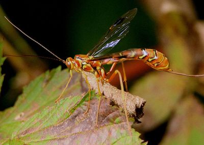 Megarhyssa greenei; Greene's Giant Ichneumonid Wasp; female