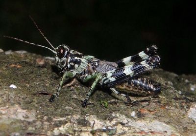 Melanoplus punctulatus; Pine Tree Spur-throat Grasshopper nymph