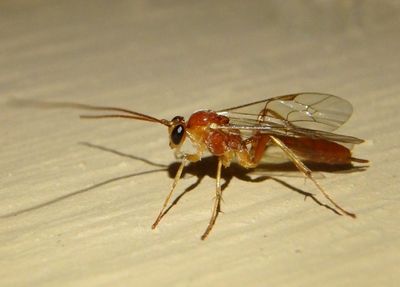 Mesochorinae Ichneumon Wasp species; female