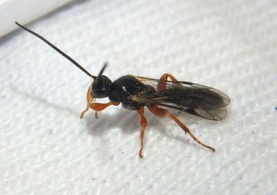 Metopiinae Ichneumon Wasp species; male