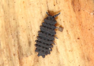 Morulina Springtail species