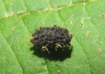 Morulina Springtail species