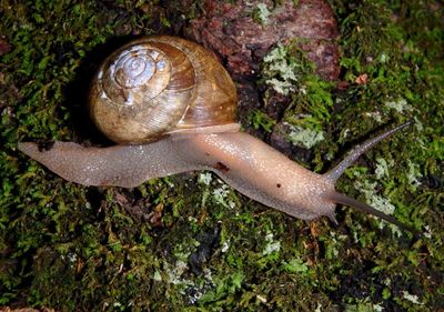 Neohelix albolabris; Eastern Whitelip Snail 