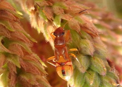 Neopamera bilobata; Dirt-colored Seed Bug species nymph
