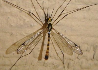 Nephrotoma alterna; Tiger Crane Fly species; male 