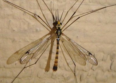 Nephrotoma alterna; Tiger Crane Fly species; male
