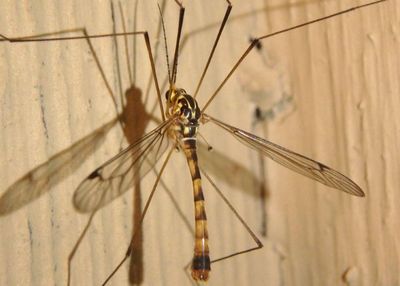 Nephrotoma alterna; Tiger Crane Fly species; male