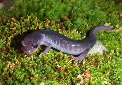 Northern Gray-cheeked Salamander 