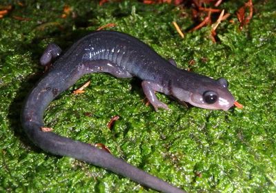 Northern Gray-cheeked Salamander 