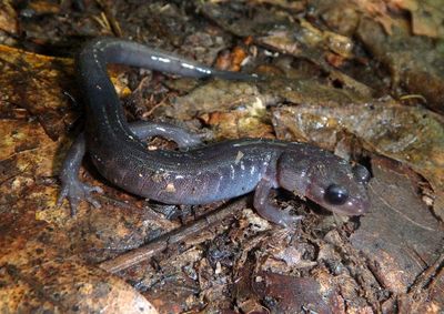 Northern Gray-cheeked Salamander 