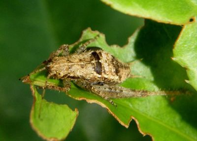 Orocharis Loud-singing Bush Cricket species nymph