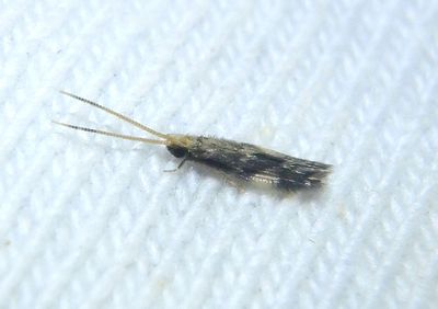 Oxyethira forcipata; Microcaddisfly species