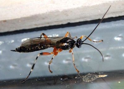 Oxyrrhexis carbonator texana; Ichneumon Wasp species; female