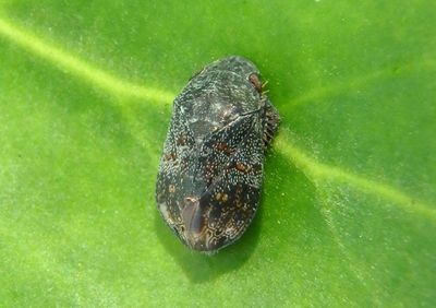 Penthimia americana; Leafhopper species