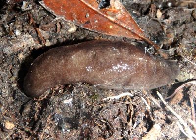 Philomycidae Mantleslug species