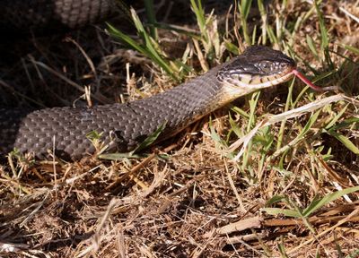 Plainbelly Watersnake 