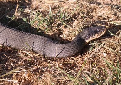 Plainbelly Watersnake