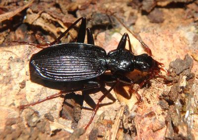 Platynus angustatus; Ground Beetle species
