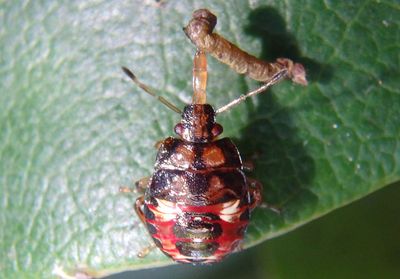 Podisus Predatory Stink Bug species nymph with prey