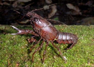 Procambarus acutus; White River Crayfish