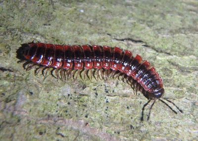 Pseudopolydesmus canadensis; Flat-backed Millipede species