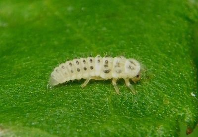 Psyllobora vigintimaculata; Twenty-spotted Lady Beetle larva