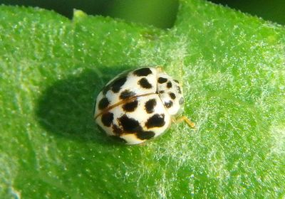 Psyllobora vigintimaculata; Twenty-Spotted Lady Beetle