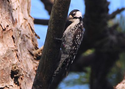 Red-cockaded Woodpecker