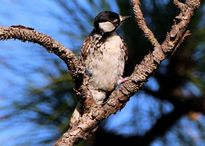 Red-cockaded Woodpecker