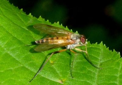Rhagio hirtus; Snipe Fly species; male