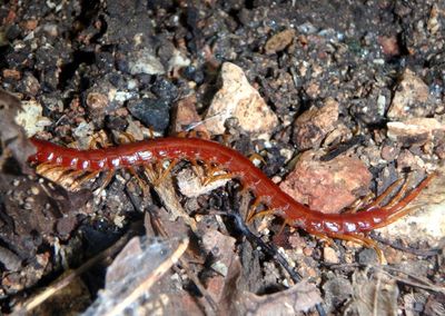 Scolopocryptops sexspinosus; Eastern Red Centipede
