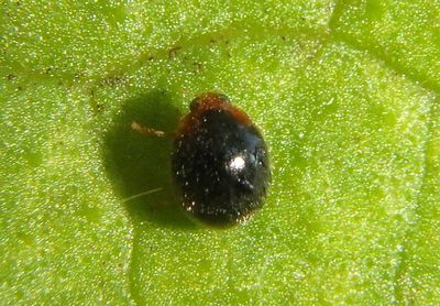 Scymnus Dusky Lady Beetle species