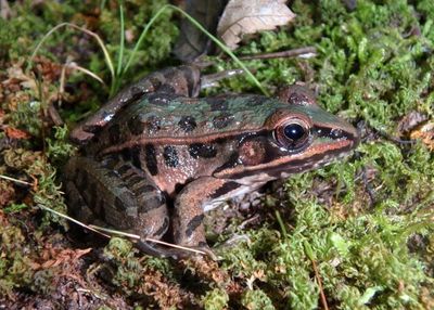 Southern Leopard Frog 