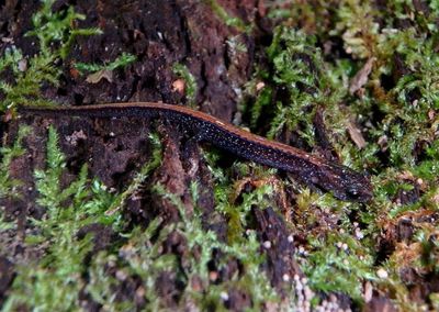 Southern Red-backed Salamander 