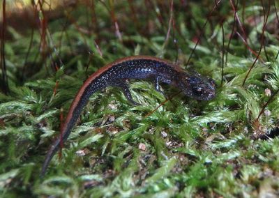Southern Red-backed Salamander