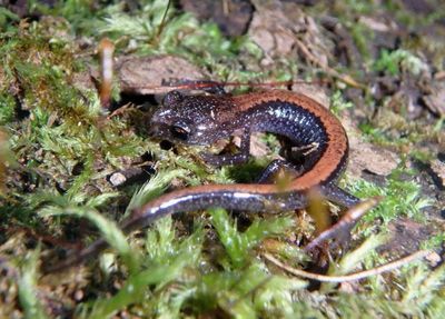 Southern Red-backed Salamander