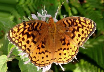 Speyeria aphrodite; Aphrodite Fritillary