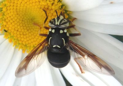 Spilomyia fusca; Bald-faced Hornet Fly 
