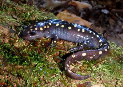 Spotted Salamander