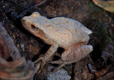 Spring Peeper