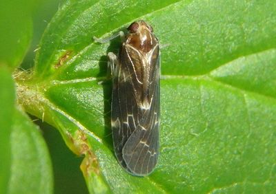 Synecdoche dimidiata; Achilid Planthopper species