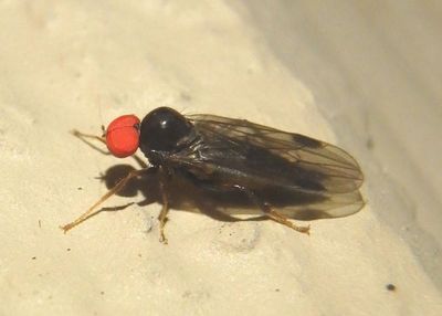 Syneches Hybotid Dance Fly species