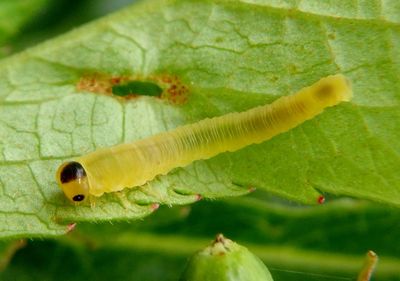 Tenthredinidae Common Sawfly species larva
