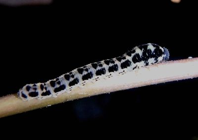 Tenthredo grandis; Common Sawfly species larva