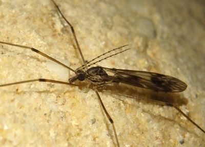 Tipula hermannia; Large Crane Fly species