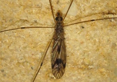 Tipula hermannia; Large Crane Fly species 