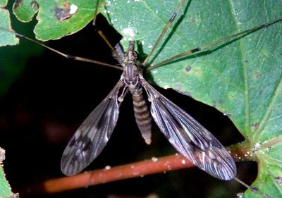 Tipula hermannia; Large Crane Fly species